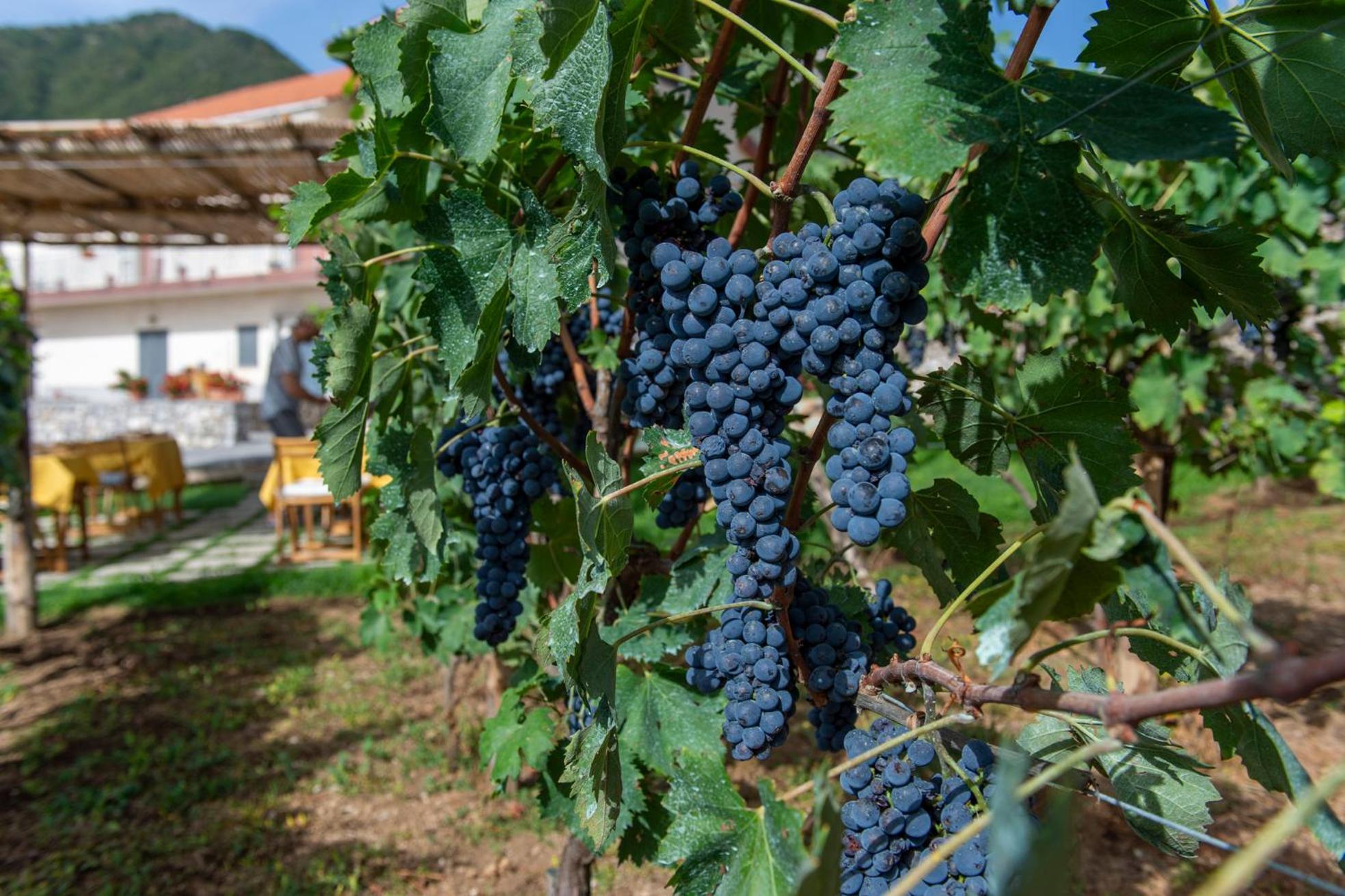 Bed and Breakfast Il Vigneto Di Nonno Pietro Agerola Exterior foto